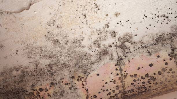 Best Mold Damage Restoration  in Planada, CA